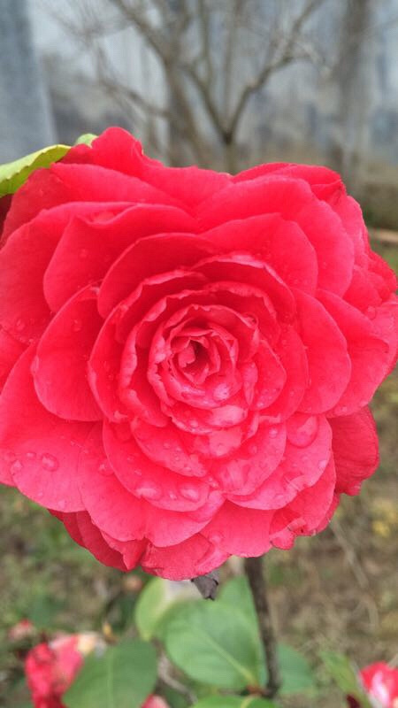 �������Ĵ�ɫ��