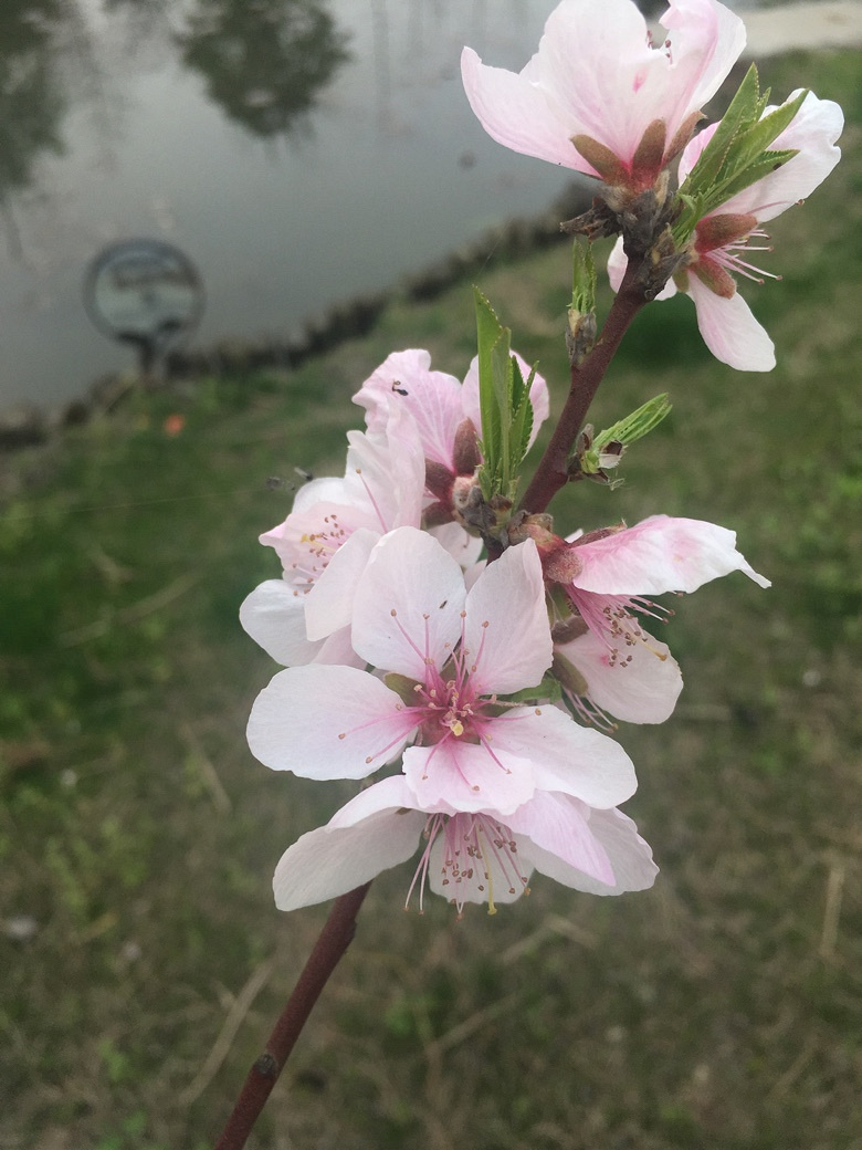 �������Ĵ�ɫ��