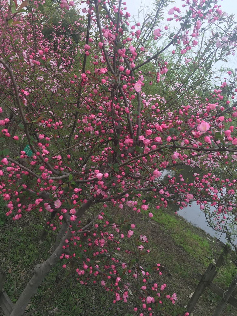 �������Ĵ�ɫ��