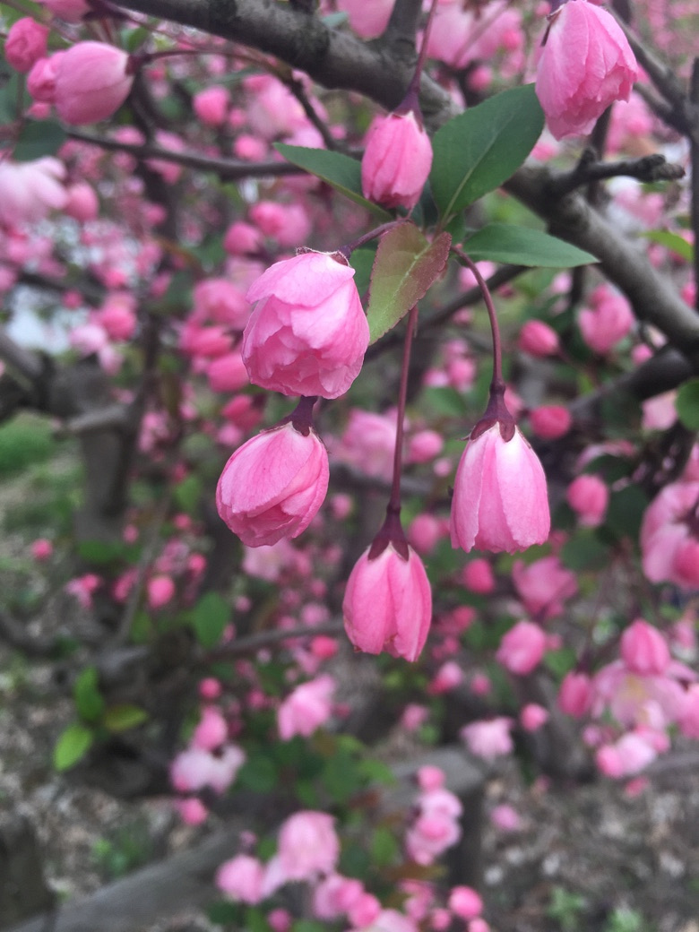 �������Ĵ�ɫ��