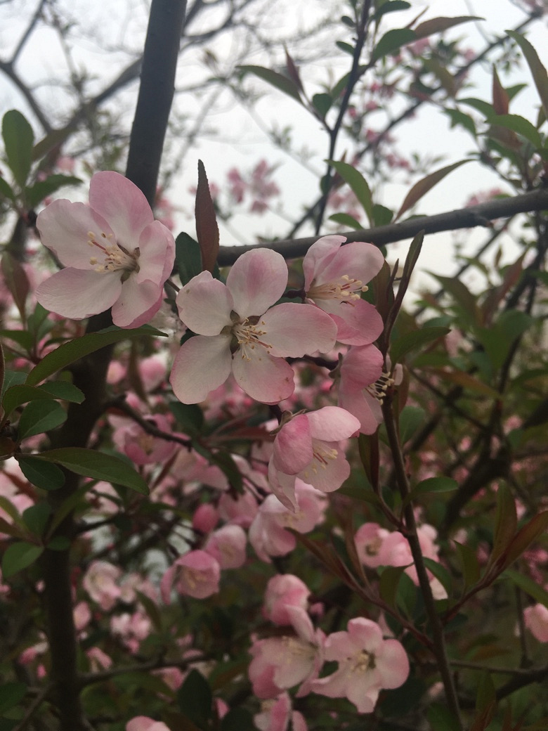 �������Ĵ�ɫ��