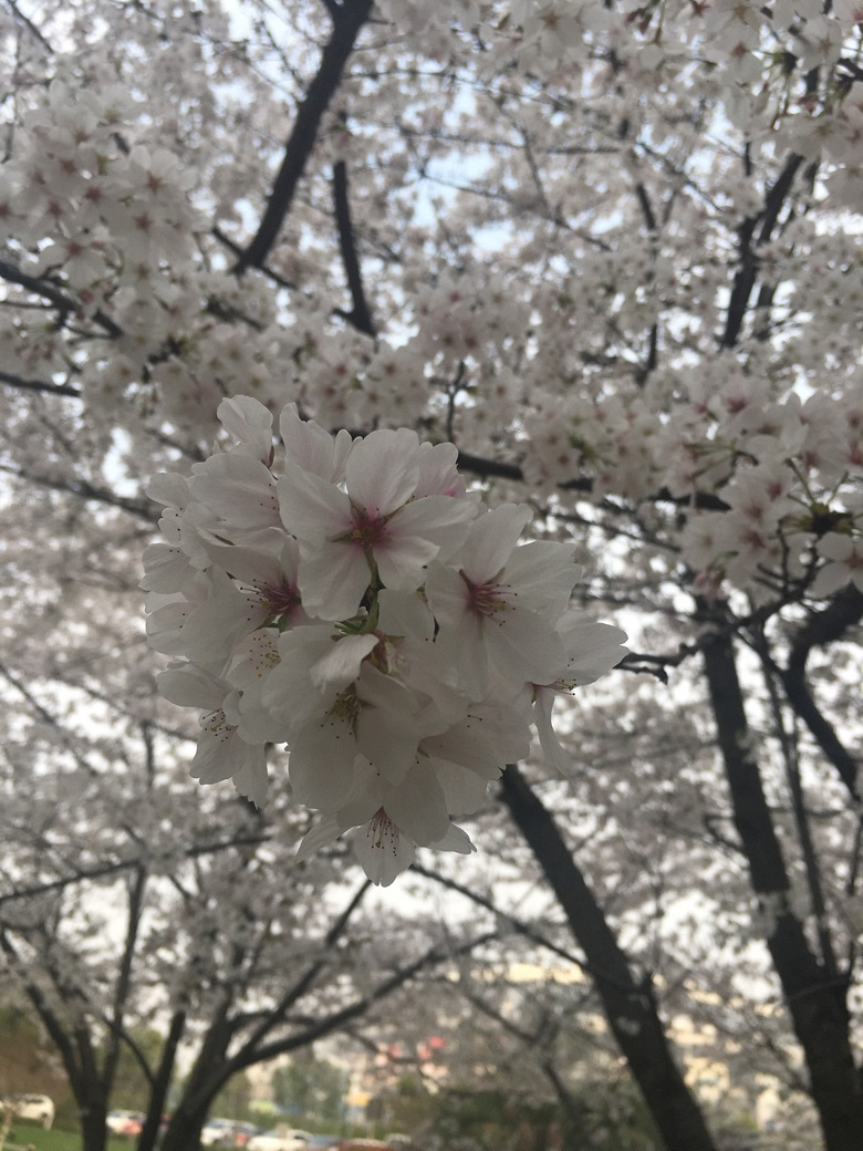 �������Ĵ�ɫ��