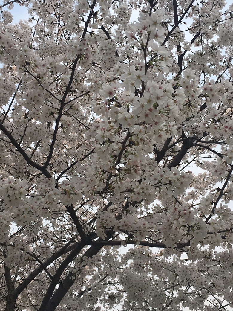 �������Ĵ�ɫ��