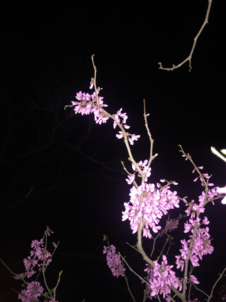 �����Ĵ�ɫ