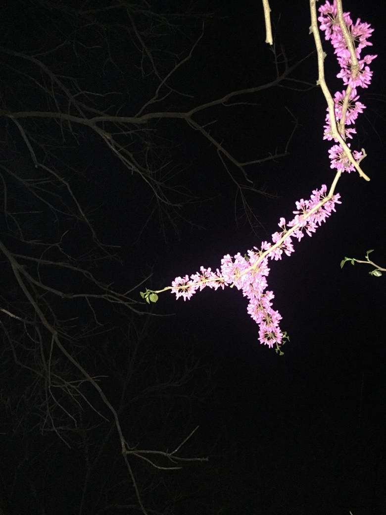 �����Ĵ�ɫ