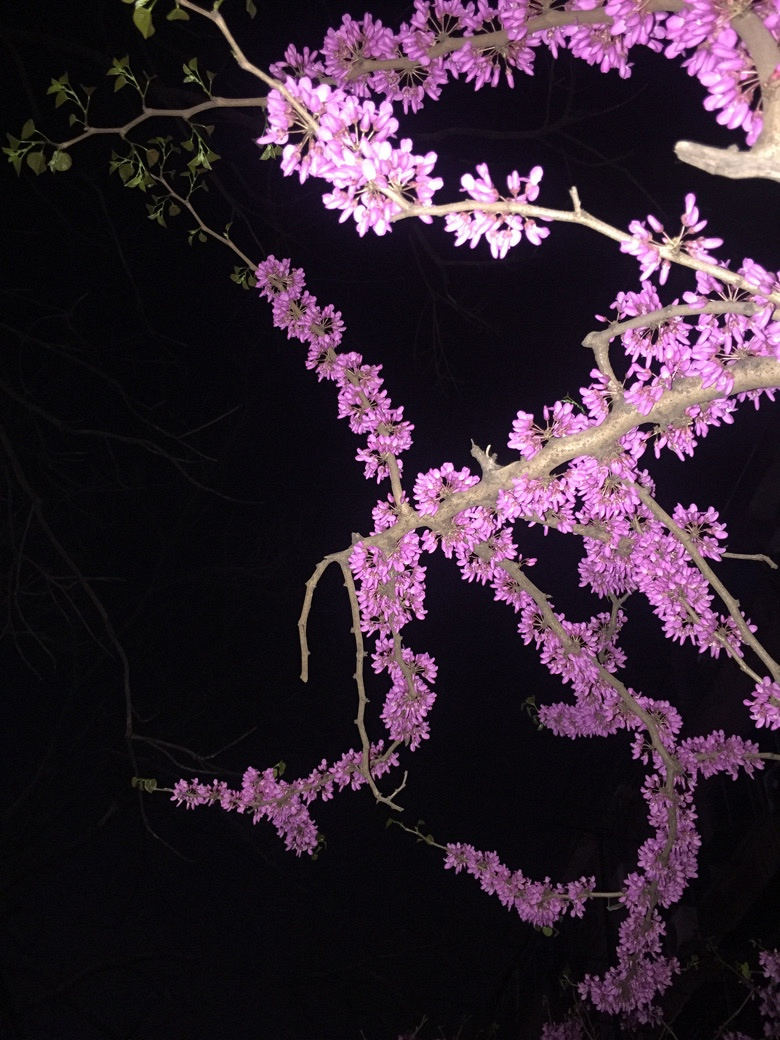 �����Ĵ�ɫ