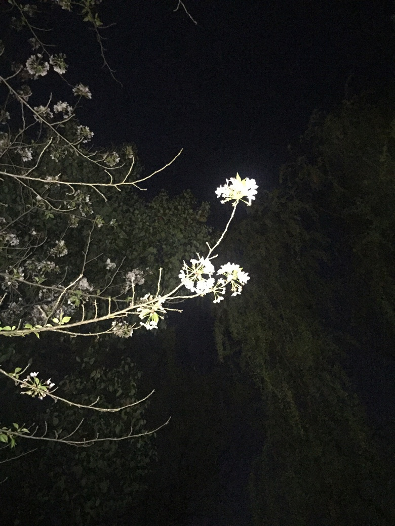 �����Ĵ�ɫ