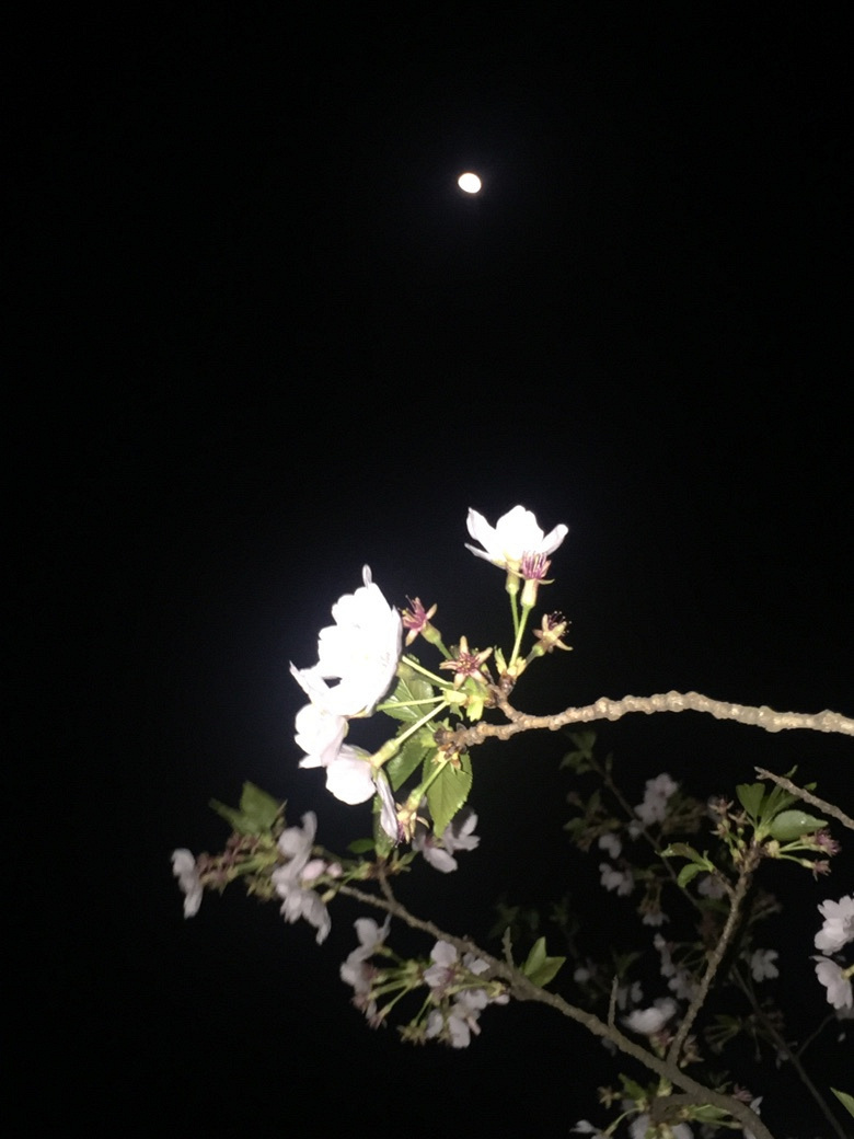 �����Ĵ�ɫ