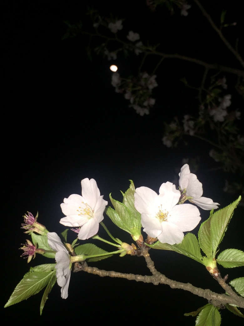 �����Ĵ�ɫ