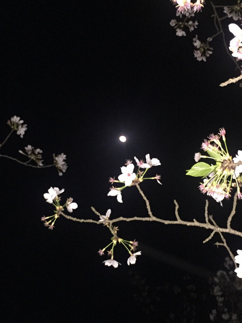 �����Ĵ�ɫ