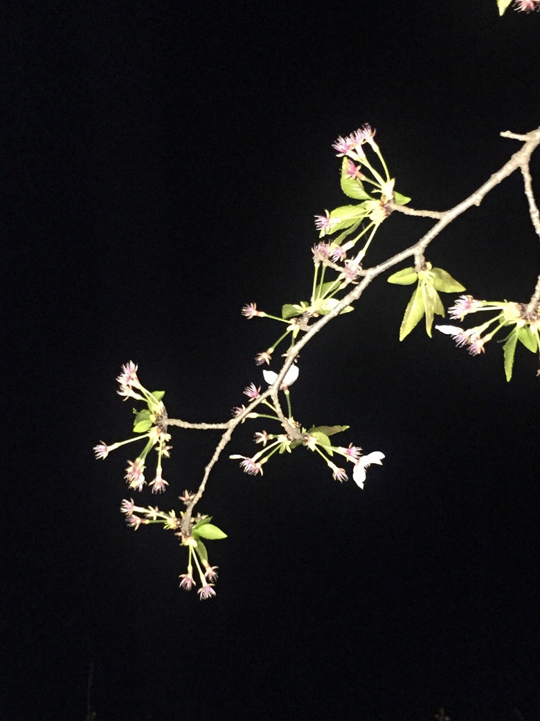 �����Ĵ�ɫ