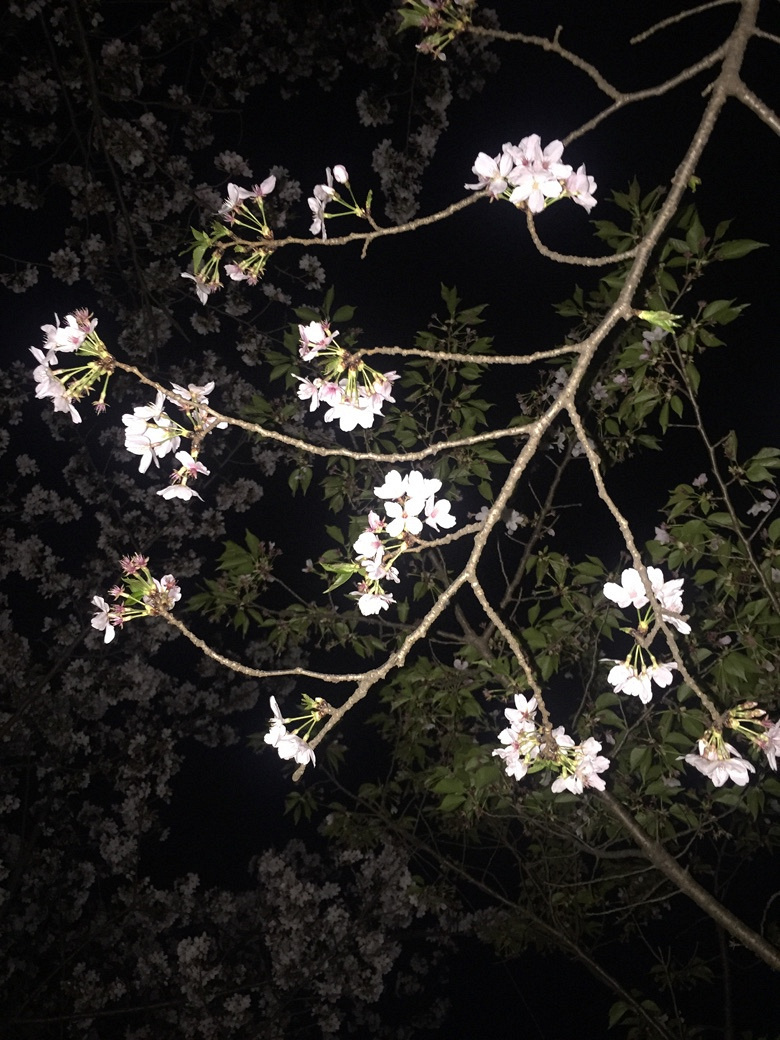 �����Ĵ�ɫ