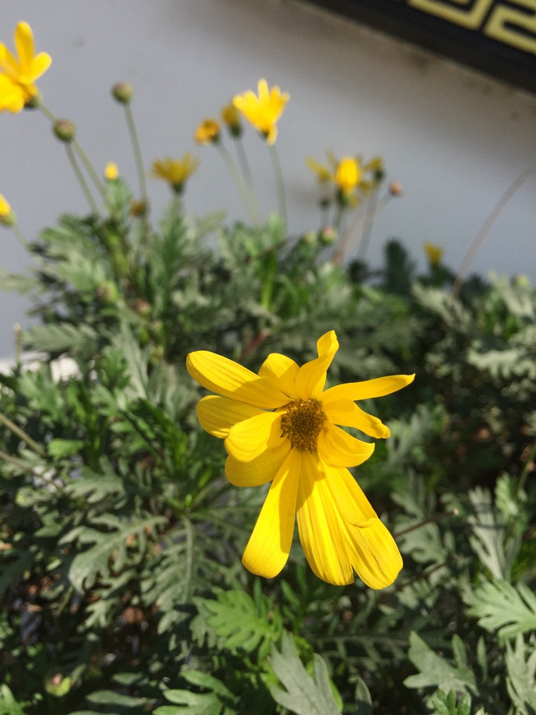 �������Ĵ�ɫ��+����ƪ