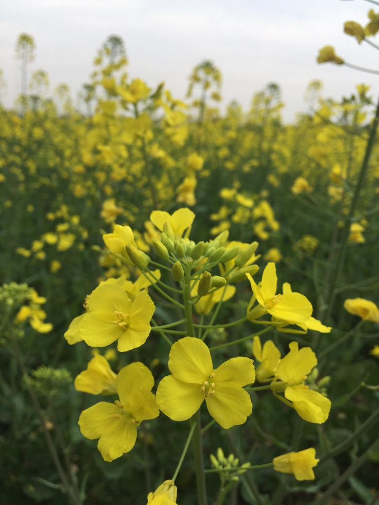 �������Ĵ�ɫ��+����ƪ