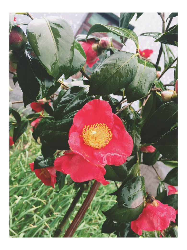 �������Ĵ�ɫ��+����ƪ