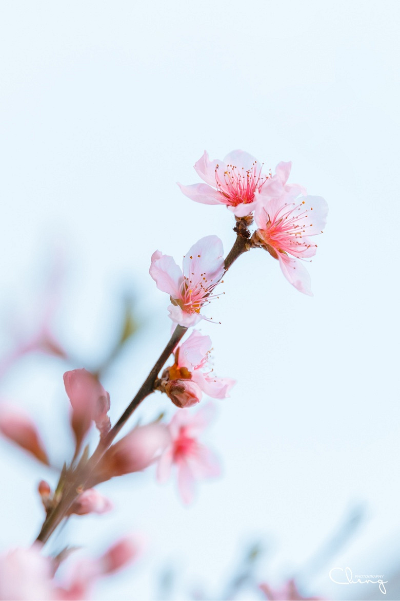 �������Ĵ�ɫ��