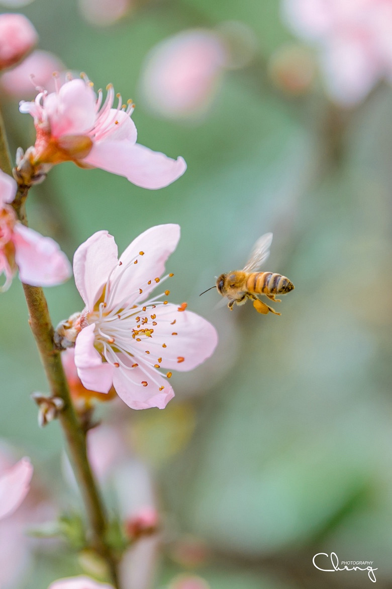 �������Ĵ�ɫ��