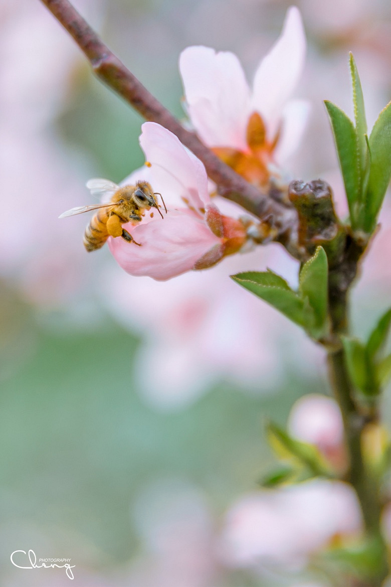 �������Ĵ�ɫ��