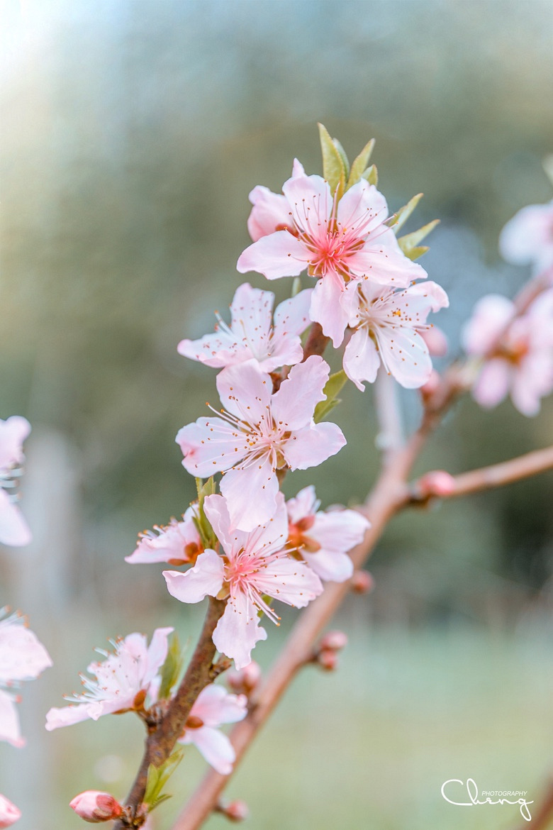 �������Ĵ�ɫ��