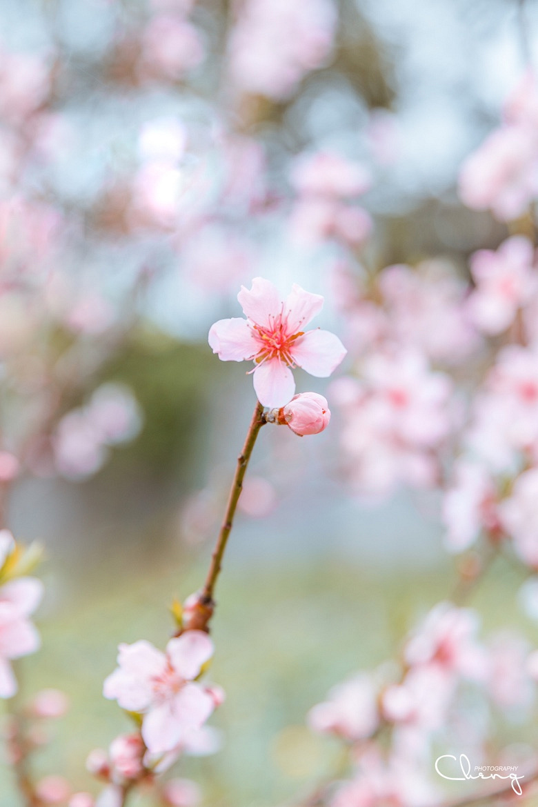 �������Ĵ�ɫ��