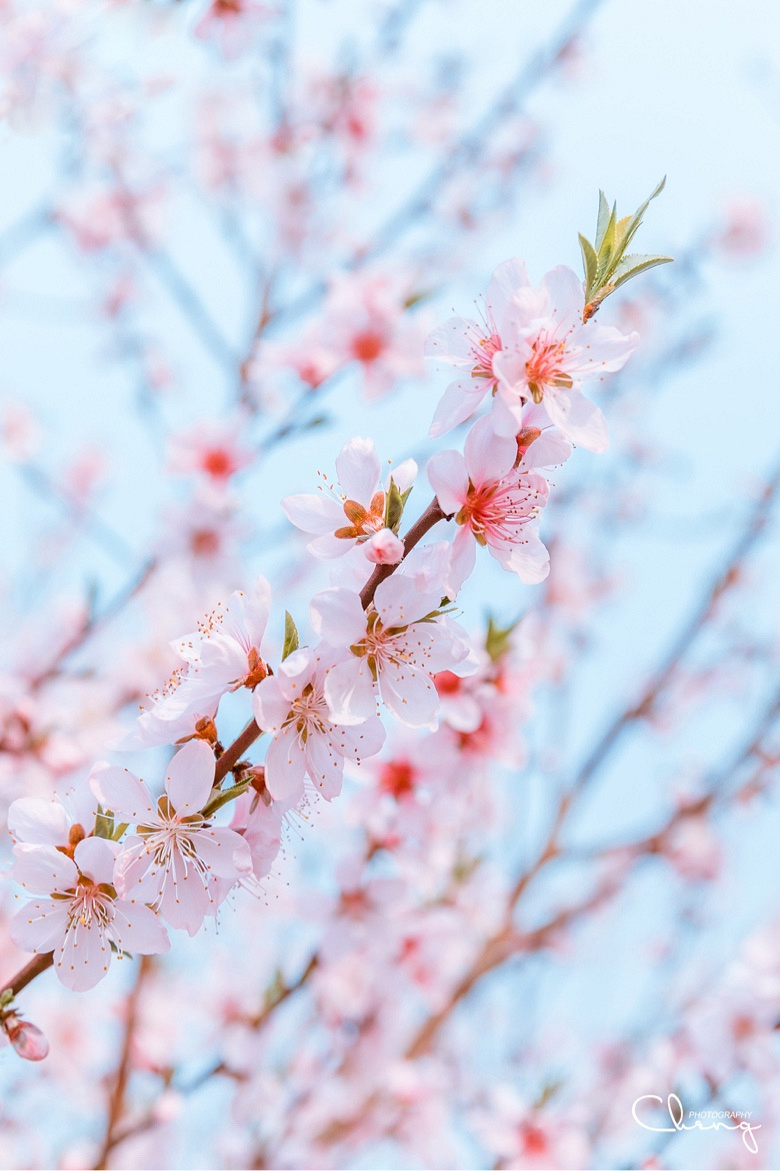 �������Ĵ�ɫ��