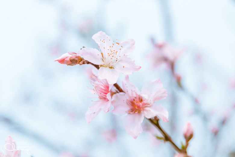 �������Ĵ�ɫ��