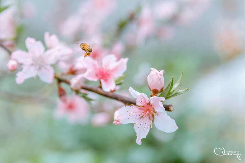 �������Ĵ�ɫ��