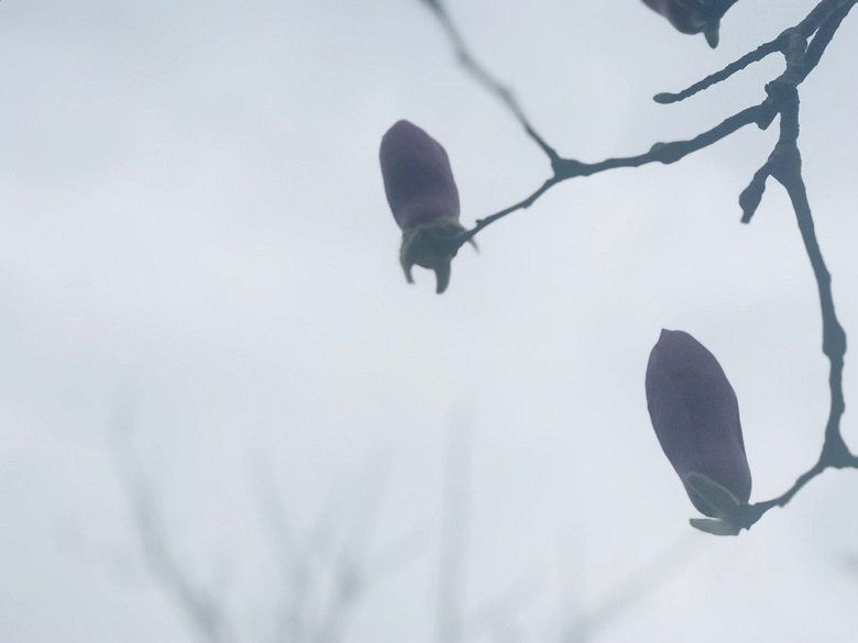 �����Ĵ�ɫ