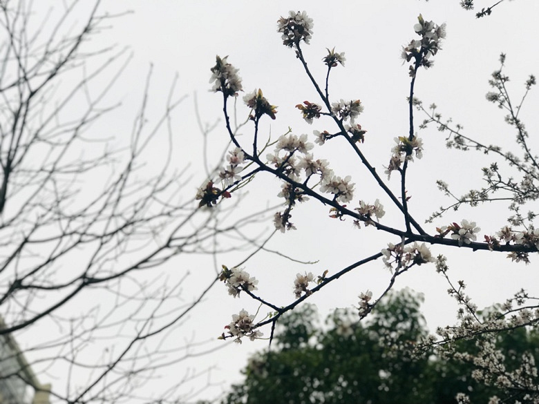 �����Ĵ�ɫ