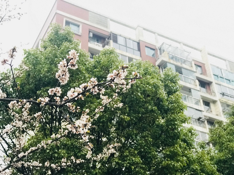 �����Ĵ�ɫ