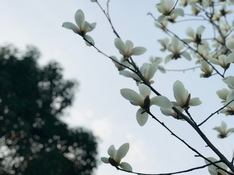 �����Ĵ�ɫ