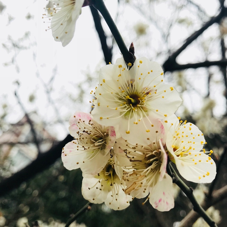 �����Ĵ�ɫ