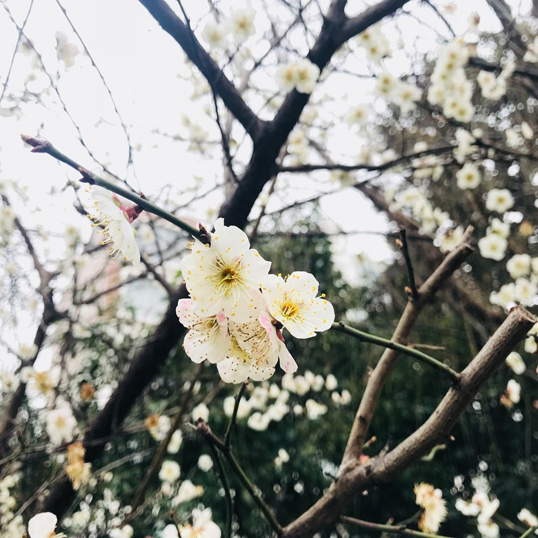 �����Ĵ�ɫ