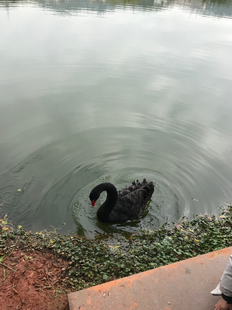 �������Ĵ�ɫ��������