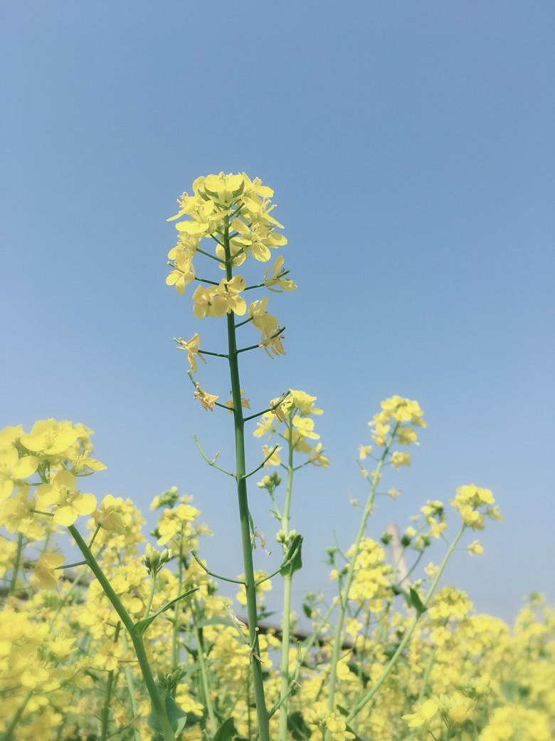 �������Ĵ�ɫ������ͷ