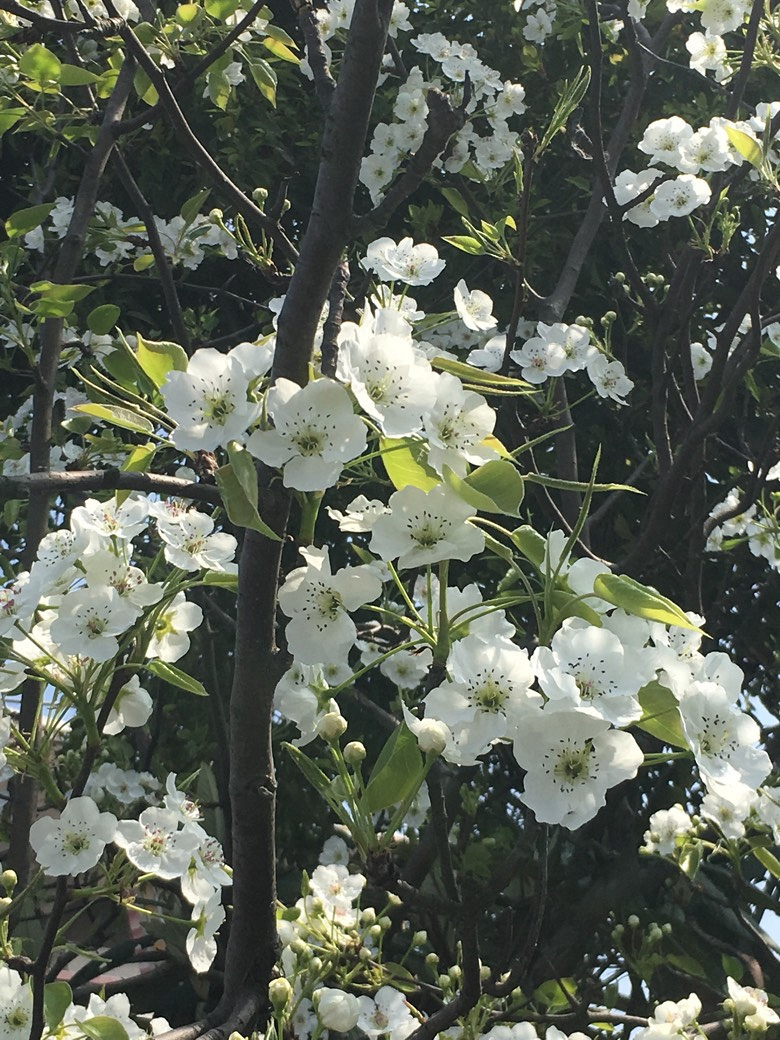 �������Ĵ�ɫ������ͷ