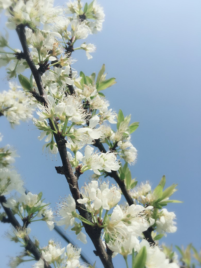 �������Ĵ�ɫ������ͷ