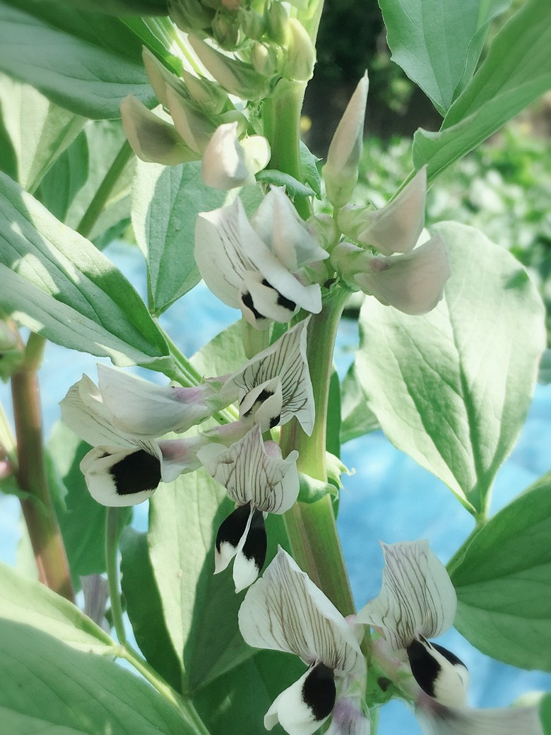 �������Ĵ�ɫ������ͷ