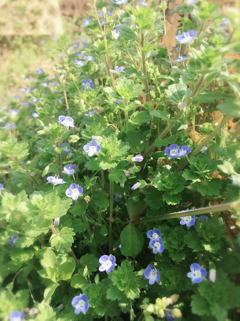 �������Ĵ�ɫ������ͷ