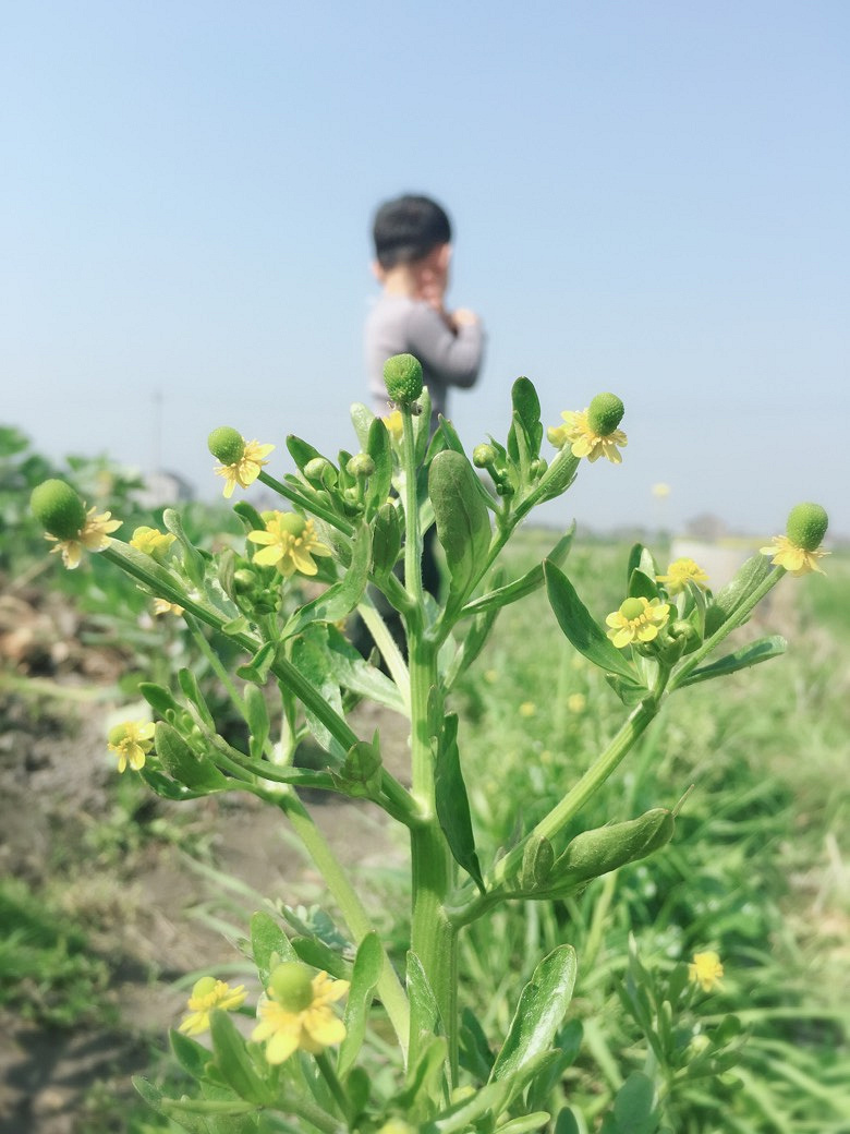 �������Ĵ�ɫ������ͷ