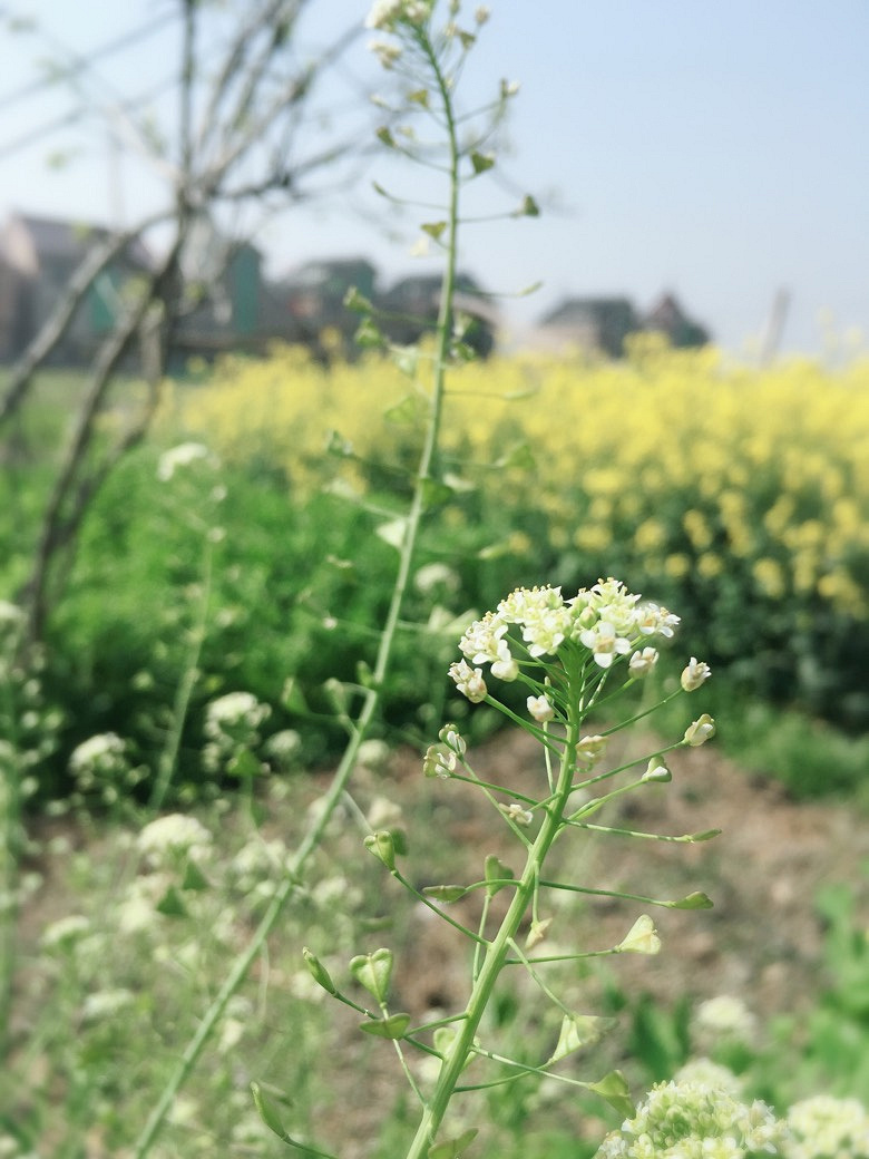 �������Ĵ�ɫ������ͷ