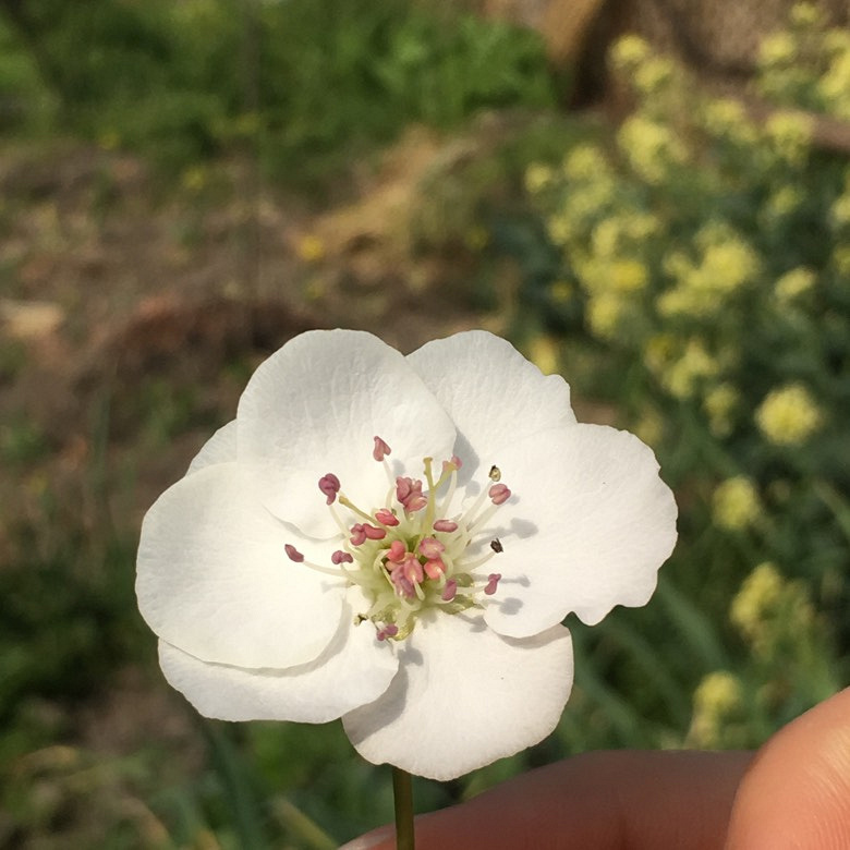 �������Ĵ�ɫ������ͷ