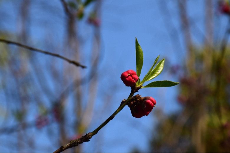 �����Ĵ�ɫ