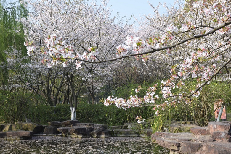 �����Ĵ�ɫ