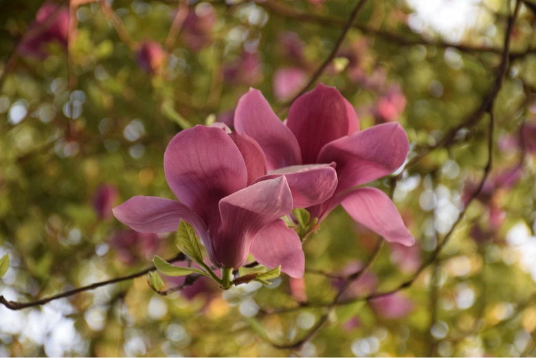 �����Ĵ�ɫ