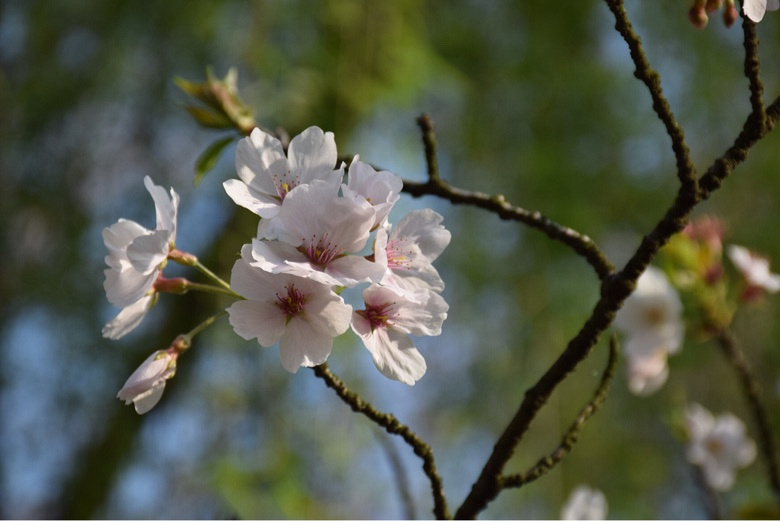 �����Ĵ�ɫ