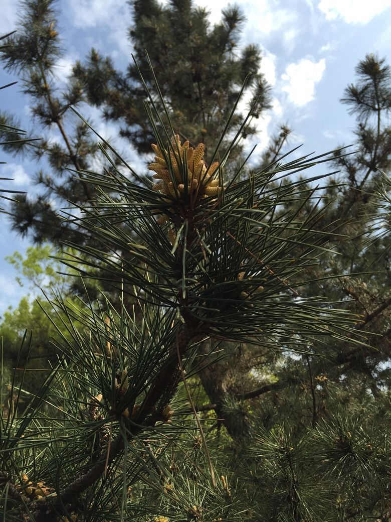 �������Ĵ�ɫ��