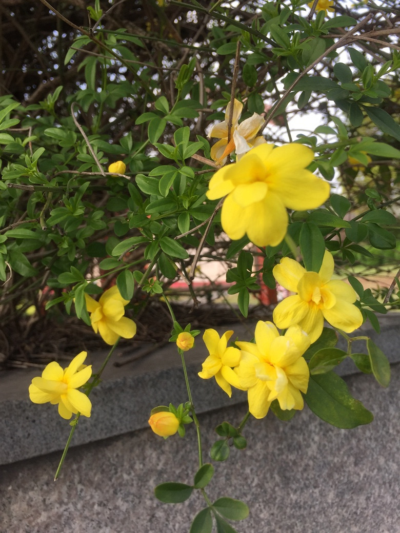 �������Ĵ�ɫ��