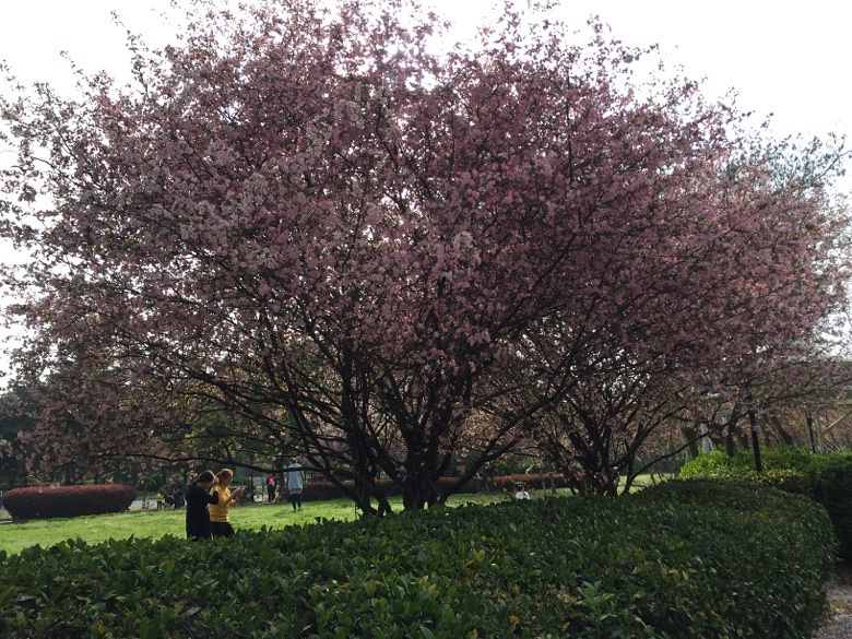 �������Ĵ�ɫ��