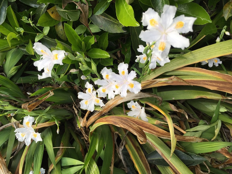 �������Ĵ�ɫ��